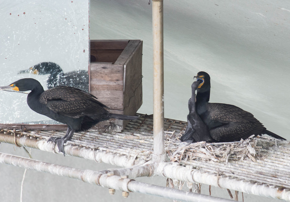 Double-crested Cormorant nesting on Platform