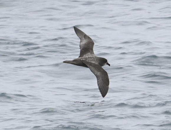 MURPHY'S PETREL