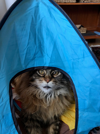 Sari in tent