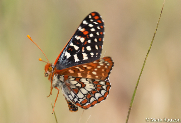 FLIGHTED VARIABLE CHECKERSPOT