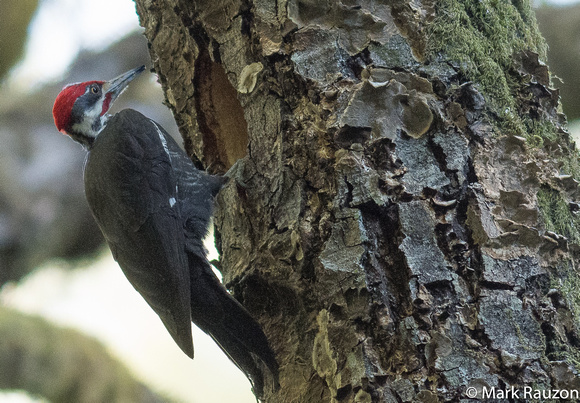 Pileated Woodpecker at nest hole