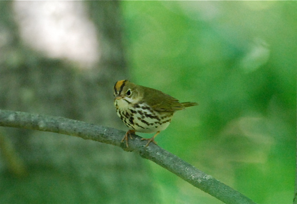 Ovenbird near fledged chick