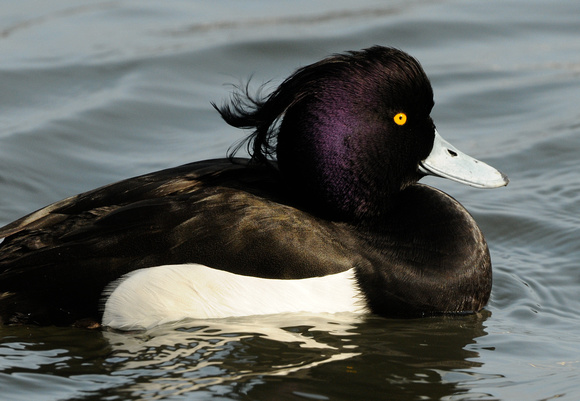 Tufted Duck-a bad tuft day