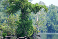 Cypress, Great Dismal Swamp, VA