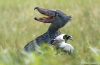 Shoebill mobbed by lapwing