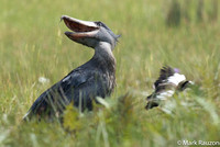 Shoebill mobbed by lapwing