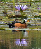 African Pygmy Goose- male