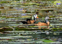African Pygmy goose- male and female