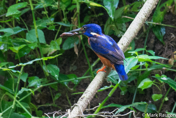 Shining-Blue Kingfisher w/ prey