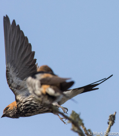 Lesser-stripped Swallow