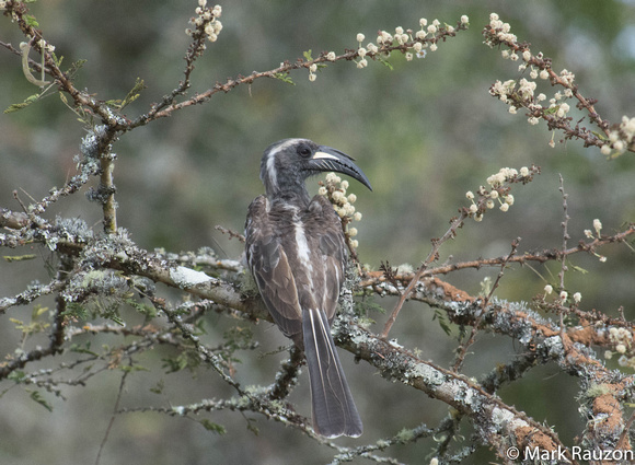 Grey Hornbill - male