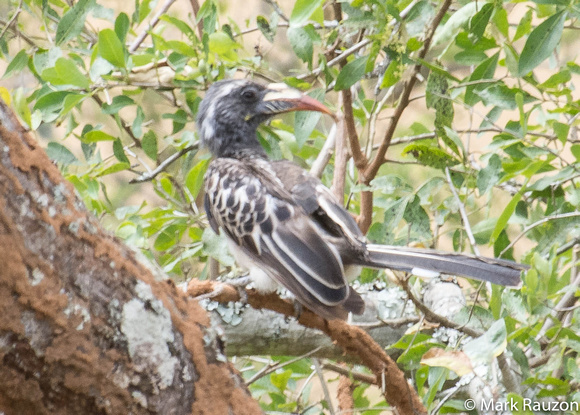 Grey Hornbill- female