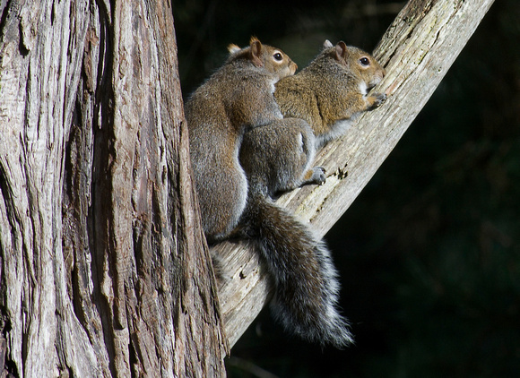 cuddling squirrels
