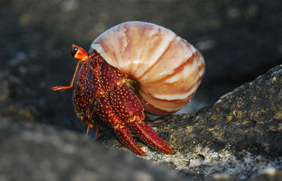 Hermit crab in African snail shell