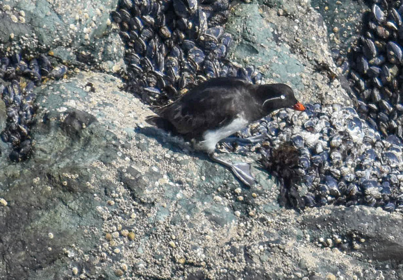 Auklet and mussels