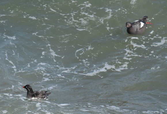 Parakeet Auklet chased by Pigeon Guillemot