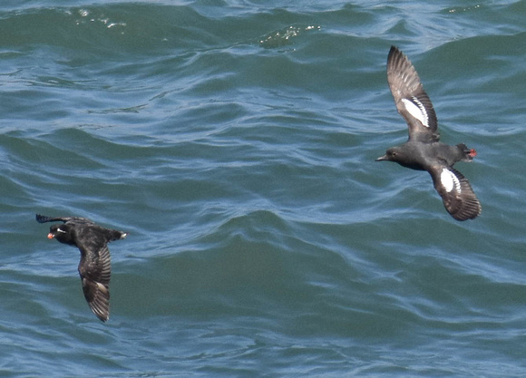 Parakeet Auklet chased by Pigeon Guillemot