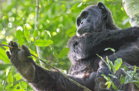 male chimp