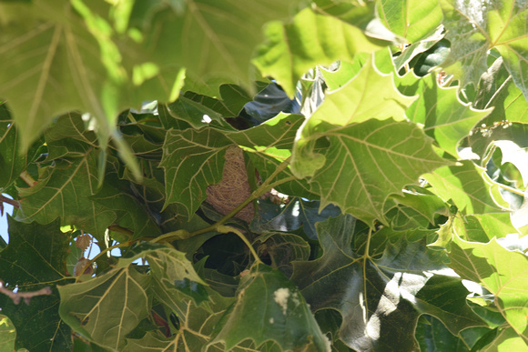 Hooded Oriole nest in plane tree