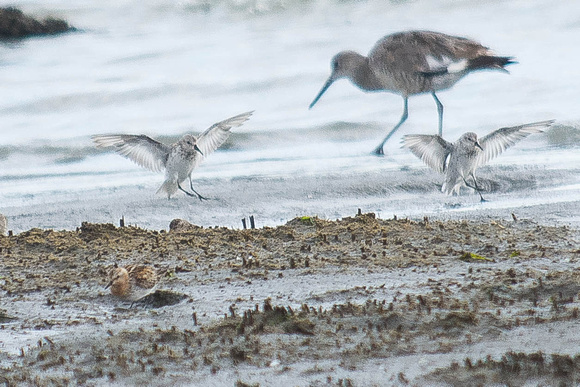 Red-necked Stint, Western Sandpipers and Willet.