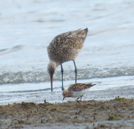 Red-necked Stint and Marbled Godwit