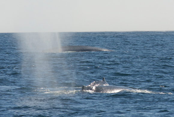Blue Whale in bkgr, Humpbacks in fore