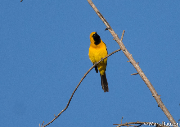 hooded oriole (m)