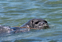 Hawaiian Monk Seal pup KAIMANA