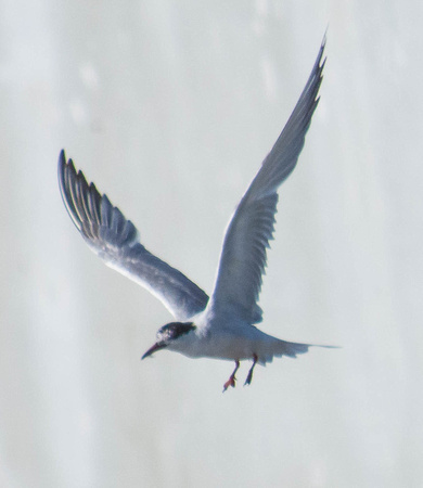 common tern in flight