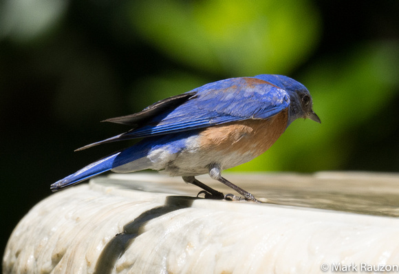 W.Bluebird