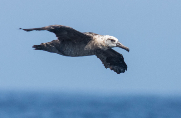 hybrid albatross?