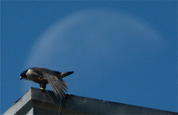Falcon bowing to the moon