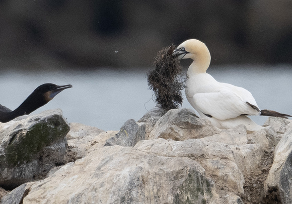 Northern Gannet with nest material
