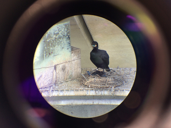 Brandt's Cormorant nesting on new bay bridge