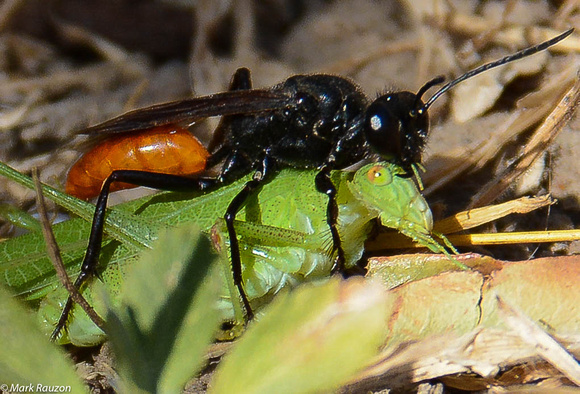 Parasitic wasp eating antenna of katydid