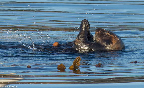 Southern Sea Otter using stone to crack clam