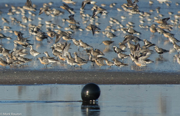 Balloon scaring shorebirds