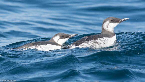 Common Murres, father and chick