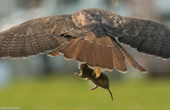 red-tail hawk abd gopher prey