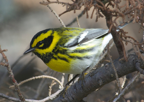 Townsend's Warbler - male