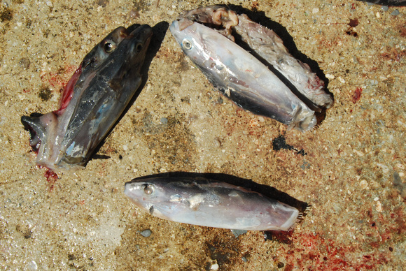 tuna prey from stomachs-Ranzania laevis (Slender mola)
