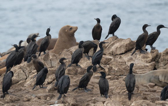 Cal Sea lion and cormorants