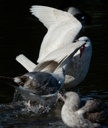 Glaucous Gull fighting Western Gull