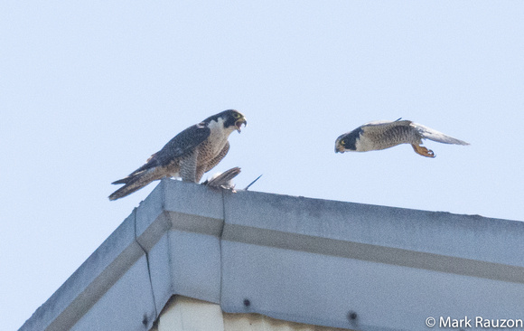 Peregrine pair-male in flight