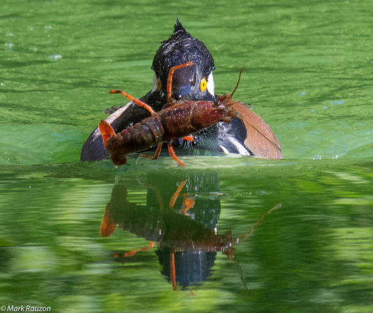 Hooded Merganser w/ crayfish