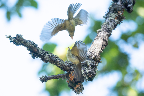 Pacific Slope Flycatchers fighting?