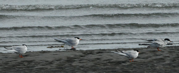 3 Forster's Terns and 1 Common Tern