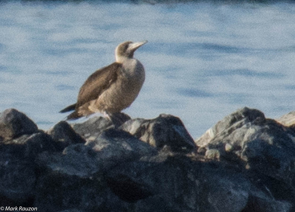 Red-footed Booby - immature