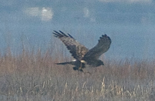 Harrier with Black Rail?