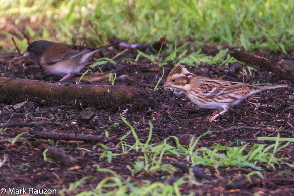 Rustic Bunting and junco